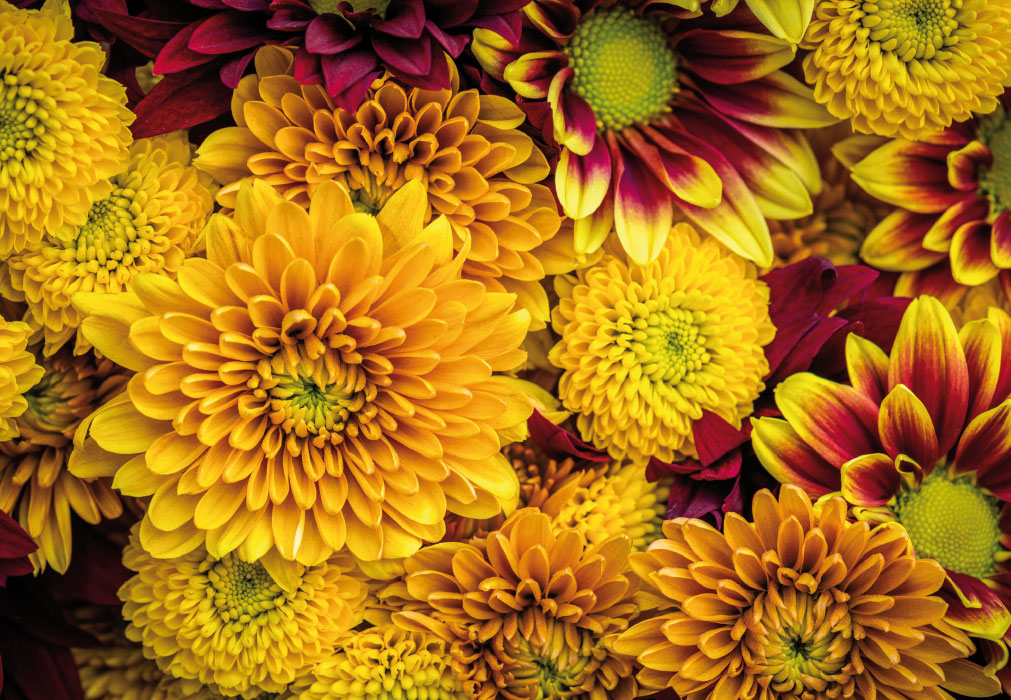 Blumen - gelbes Blumenmeer - Glückwunschkarte Blumen - gelbes Blumenmeer - Glückwunschkarte