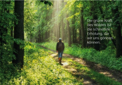 Gedanken - wandern im Wald im Licht Gedanken - wandern im Wald im Licht