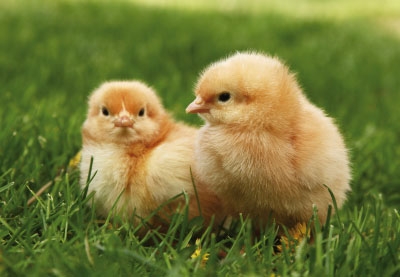 Ostern - zwei, gelbe Kücken Ostern - zwei, gelbe Kücken