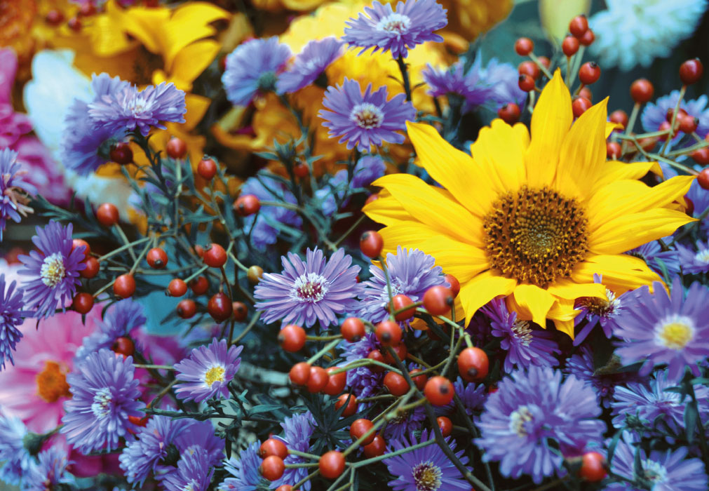 Blumen - Sonnenblumen und Astern Blumen - Sonnenblumen und Astern