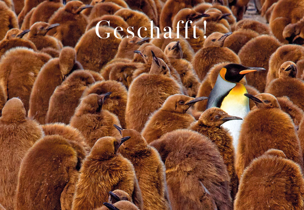 Abitur - Pinguin unter braunen Pinguinen Abitur - Pinguin unter braunen Pinguinen