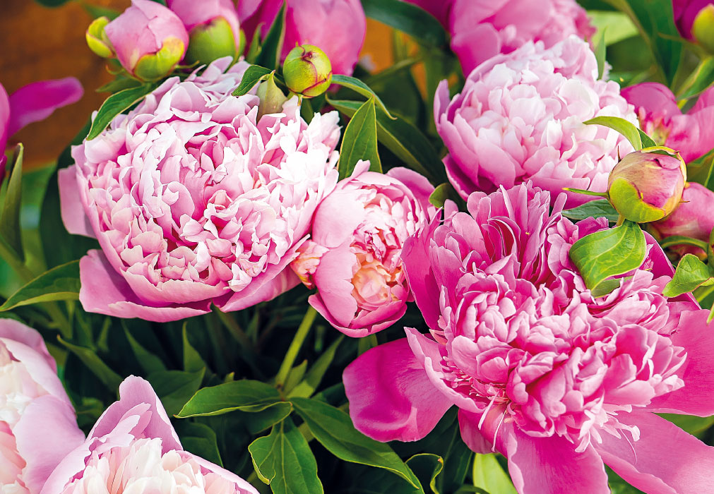 Blumen - rosa Pfingstrosen im Stauß Blumen - rosa Pfingstrosen im Stauß
