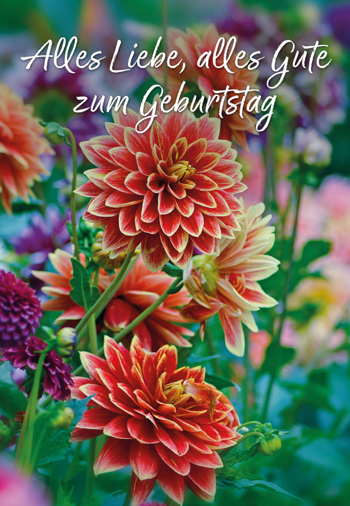 Geburtstag - orange, gelbe Dahlien auf Wiese Geburtstag - orange, gelbe Dahlien auf Wiese