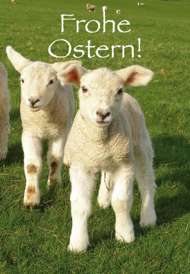 Ostern - Glückwunschkarte Lämmer auf Wiese Ostern - Glückwunschkarte Lämmer auf Wiese