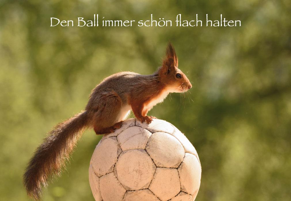 Gute Laune - Eichhörnchen auf Fußball
