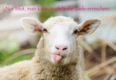Tierisch gute Laune - Schafe streckt Zunge raus Tierisch gute Laune - Schafe streckt Zunge raus