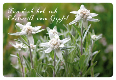 Gute Laune für jede Gelegenheit - Doppelkarte weiße Blumen Gute Laune für jede Gelegenheit - Doppelkarte weiße Blumen
