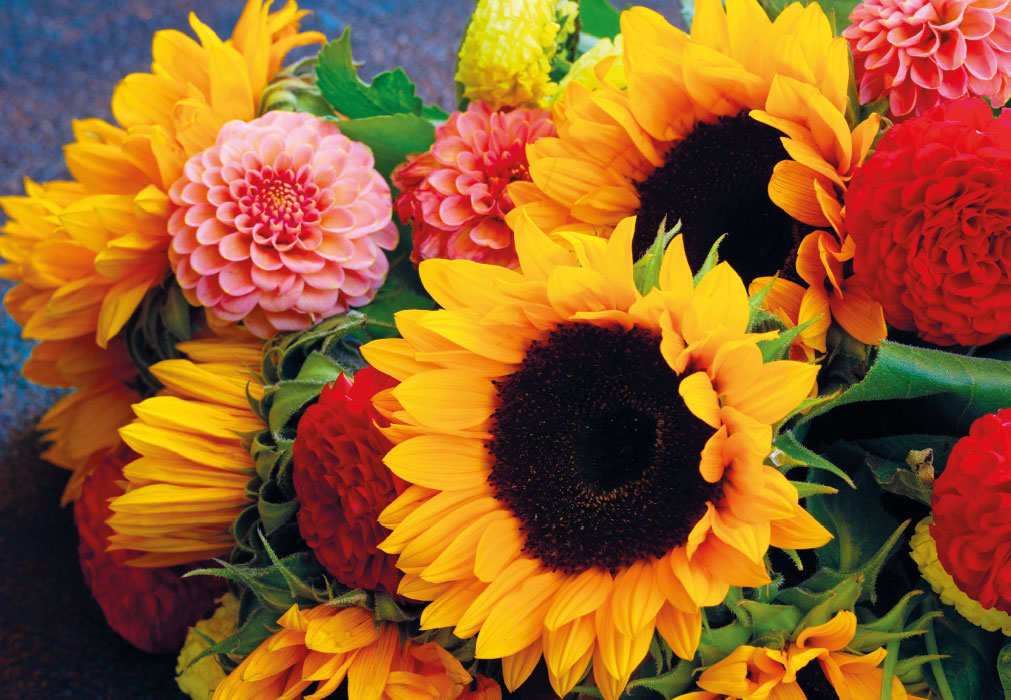 Blumen - Sonnenblumen und weitere Blumen Blumen - Sonnenblumen und weitere Blumen
