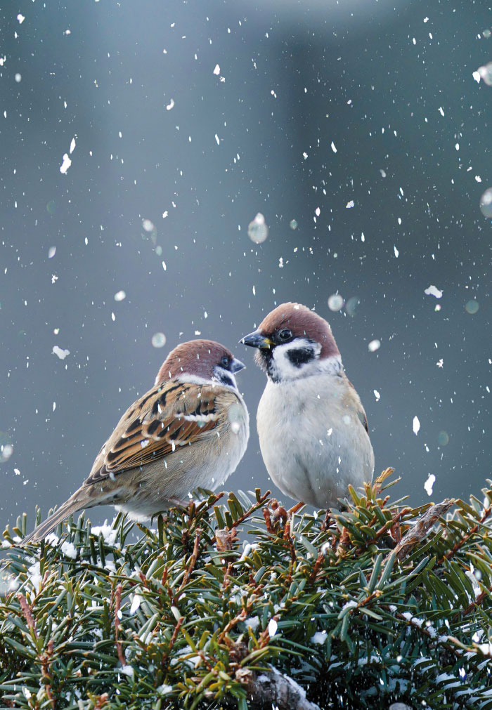 Vorweihnachtszeit - Vogelunterhaltung