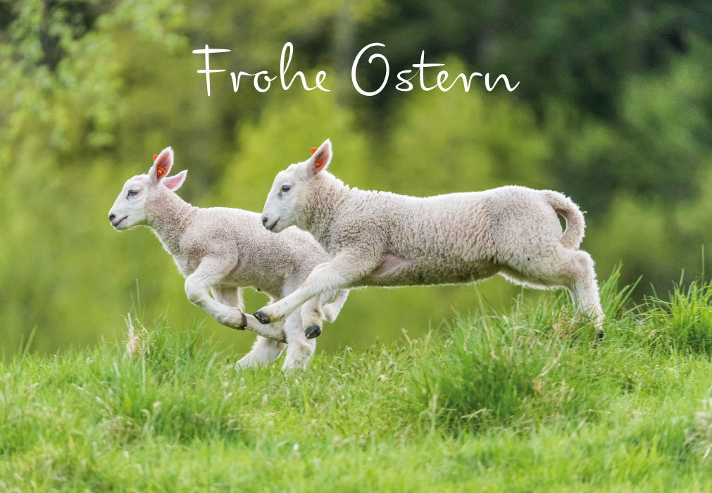 Ostern - zwei Schafe im Grünen