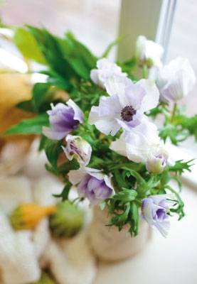 Blumen - Anemonen in Vase  Blumen - Anemonen in Vase