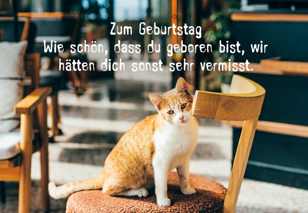 Geburtstag - Katze auf Stuhl Geburtstag - Katze auf Stuhl