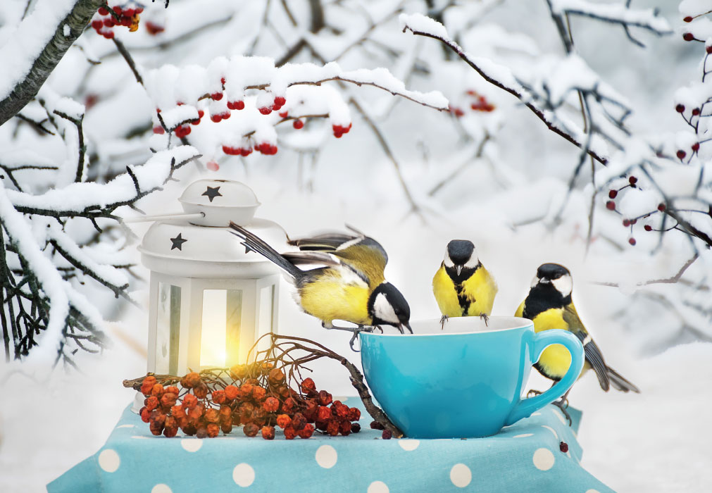Vorweihnachtszeit - Kohlmeisen, Tasse, Beeren, Windlicht Vorweihnachtszeit - Kohlmeisen, Tasse, Beeren, Windlicht
