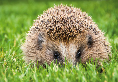 Tiere - Doppelkarte Igel Tiere - Doppelkarte Igel