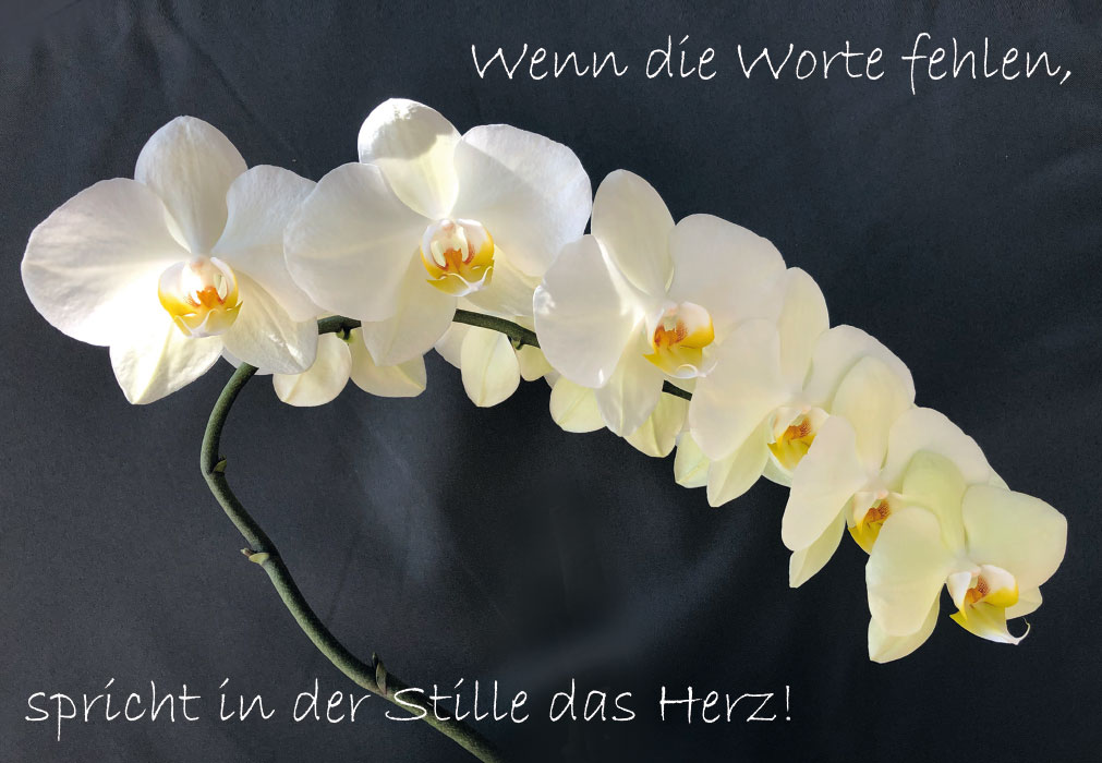Trauer - weiße Orchidee - NEU!!!