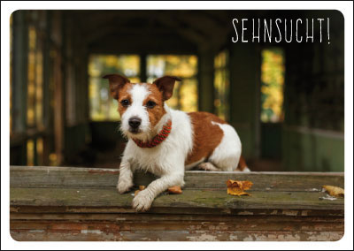 Postkarte - kleiner Hund Postkarte - kleiner Hund