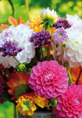 Blumen - Dahlien im bunten Strau?  Blumen - Dahlien im bunten Strau?