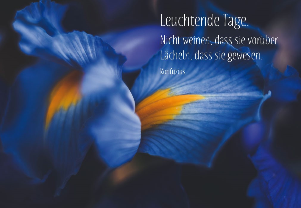 Trauer - gelb, blaue Blüte in Dunkelheit Trauer - gelb, blaue Blüte in Dunkelheit