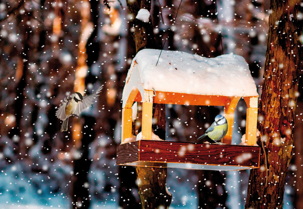 Vorweihnachtszeit - Vogelhütte, Vögel, Schnee