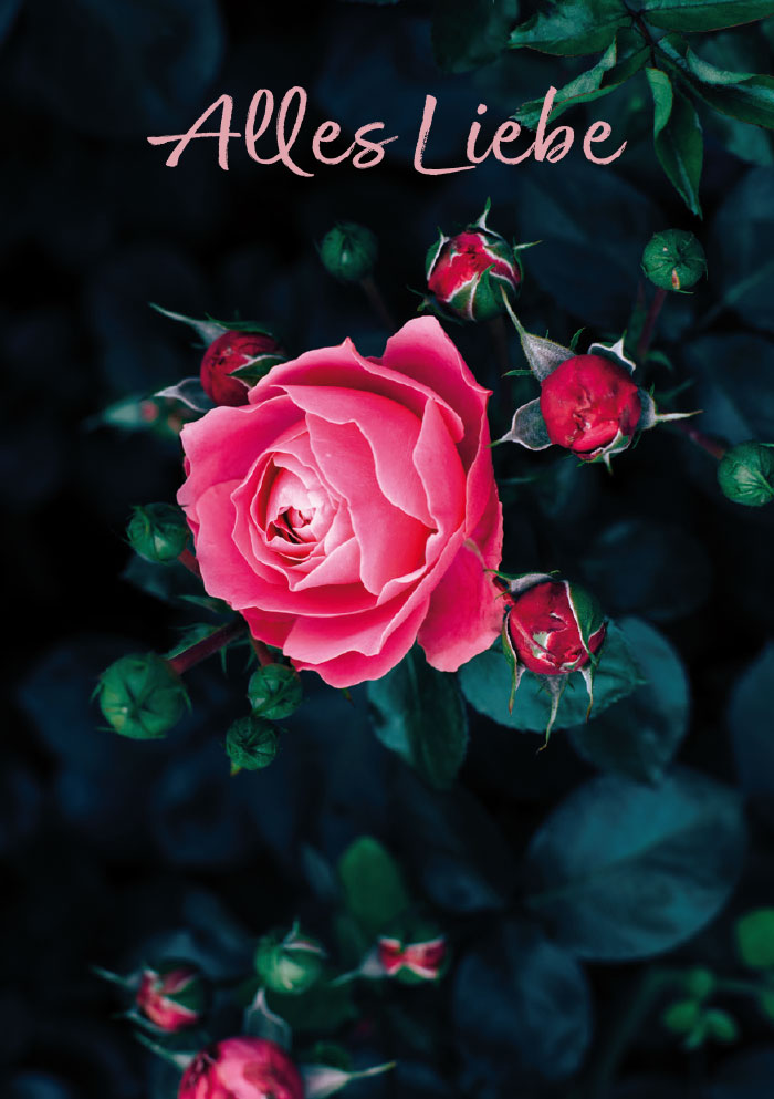Kleine Kartengrüße - rosa Rosa auf dunklem Grund - NEU!!!