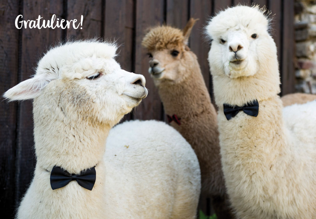 Abitur / bestandene Prüfung - Lamas mit Fliege Abitur / bestandene Prüfung - Lamas mit Fliege