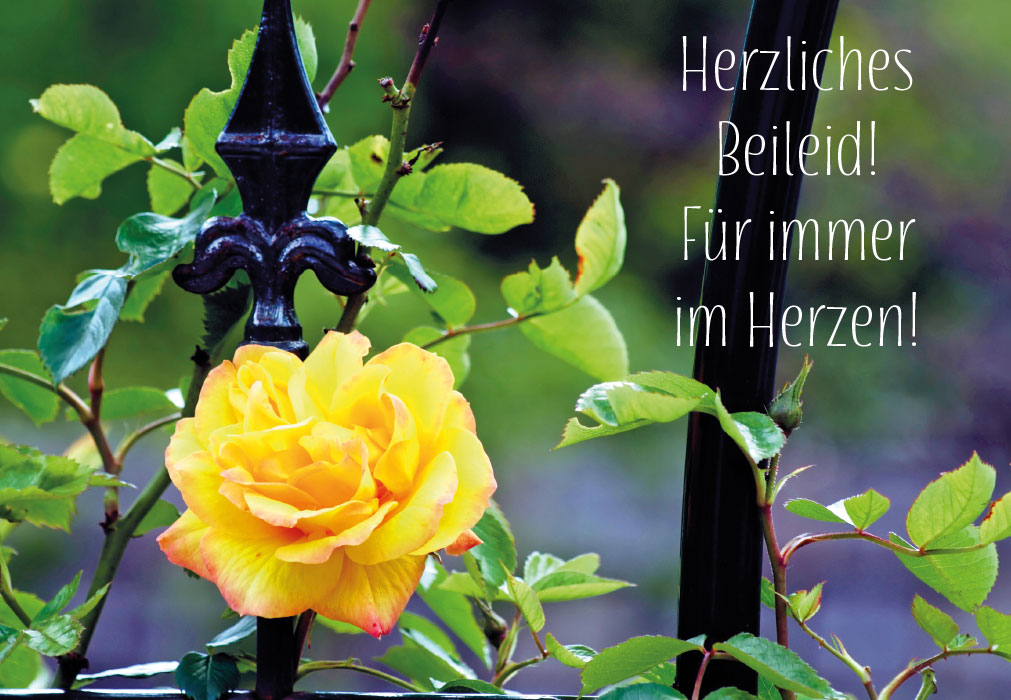 Trauer - gelbe Rose an Eisenzaun Trauer - gelbe Rose an Eisenzaun
