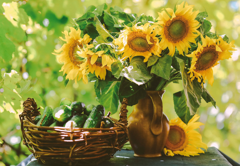 Blumen - Sonnenblumen neben Gurken im Korb Blumen - Sonnenblumen neben Gurken im Korb