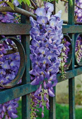Blumen - Glockenblume durch Zaun  Blumen - Glockenblume durch Zaun