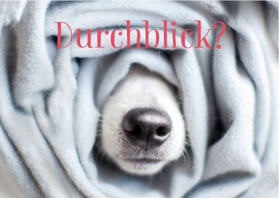 Postkarte - Hundeschnauze schaut aus Decke Postkarte - Hundeschnauze schaut aus Decke