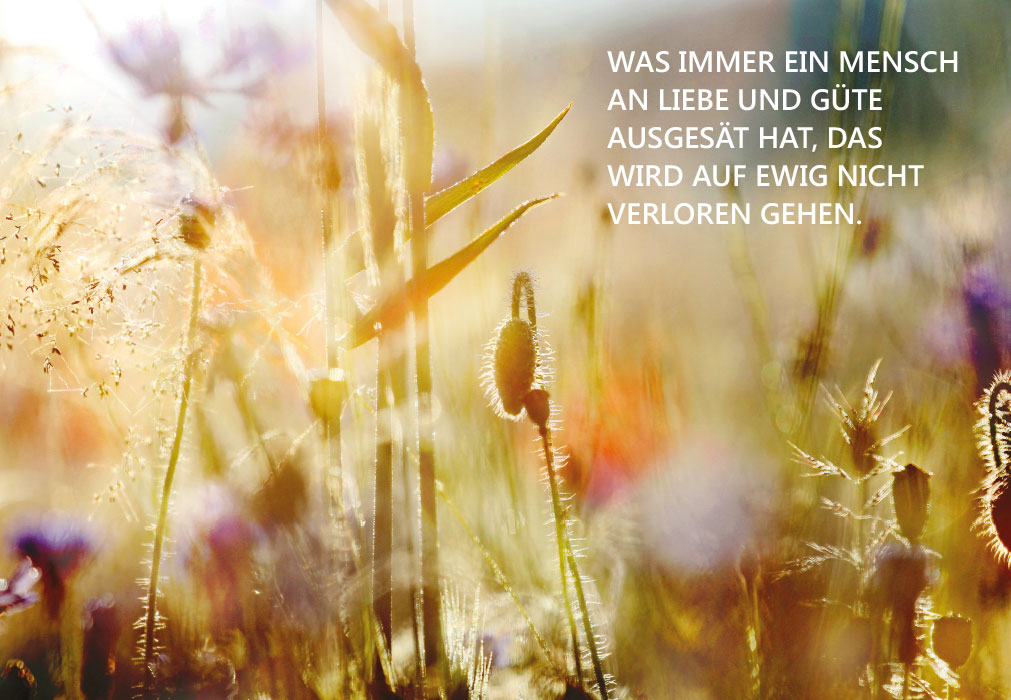 Trauer - diffuses Licht auf Blumenwiese Trauer - diffuses Licht auf Blumenwiese