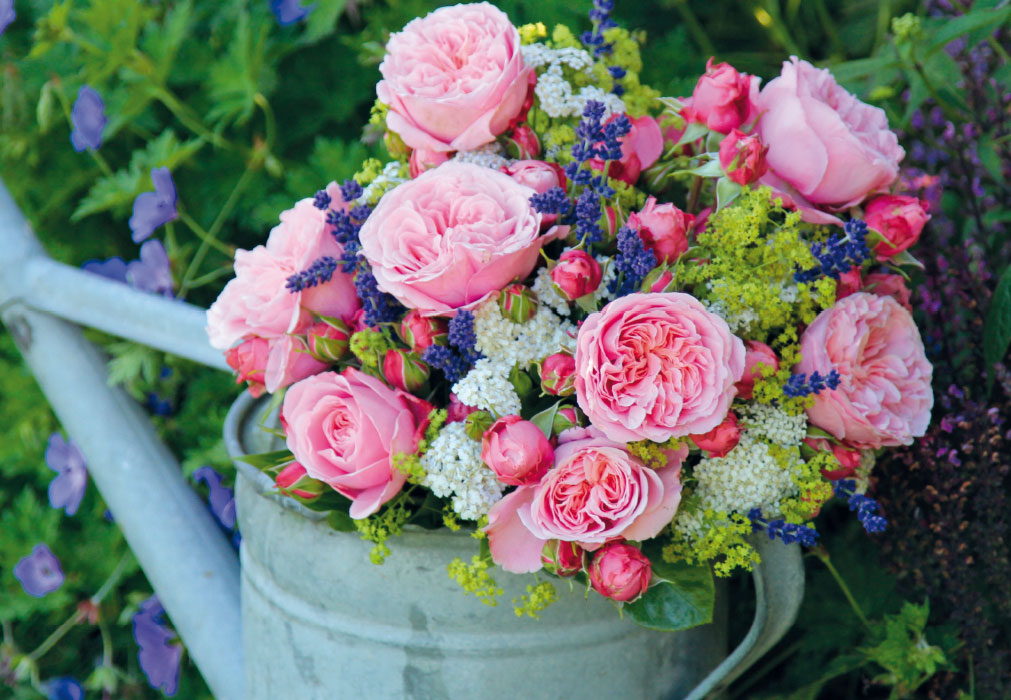 Blumen - rosa Rosen mit Kraut und Grün Blumen - rosa Rosen mit Kraut und Grün