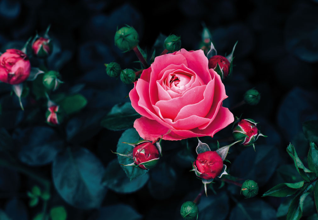 Trauer ohne Text - Rose in schwarz Trauer ohne Text - Rose in schwarz