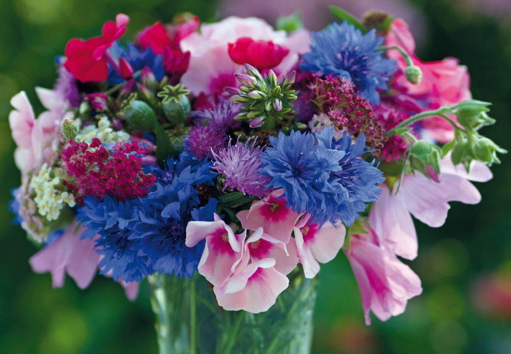 Blumen - rosa, blaue Malven Blumen - rosa, blaue Malven
