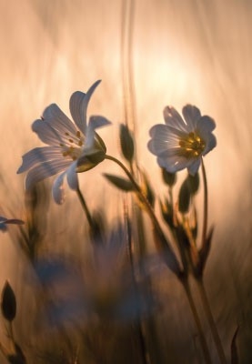 Trauer ohne Text - Blumen, diesiges Licht  Trauer ohne Text - Blumen, diesiges Licht