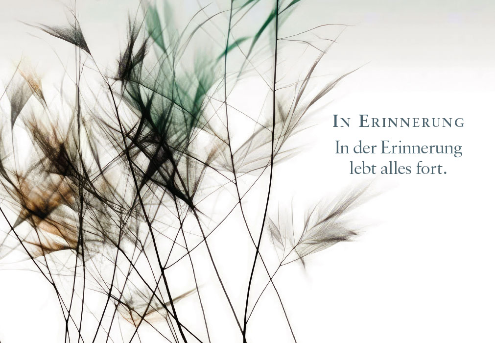 Trauer - Sträucher und Blüten in grau Trauer - Sträucher und Blüten in grau