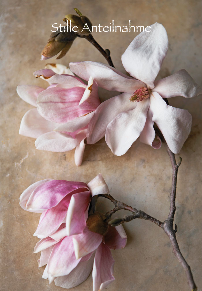 Trauer - Magnolienblüten