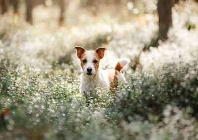 Postkarte - süßer Hund zwischen Blumen Postkarte - süßer Hund zwischen Blumen