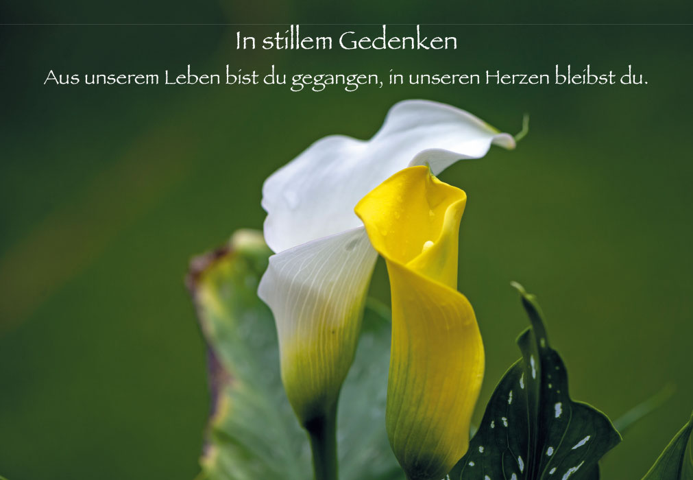Trauer - gelbe und weiße Calla Trauer - gelbe und weiße Calla