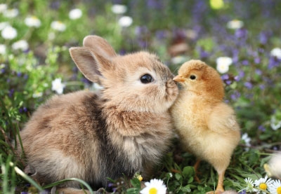 Ostern - Häschen und Kücken Ostern - Häschen und Kücken